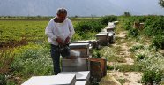 Manisa'da bilinçsiz zirai ilaçlamadan dolayı milyonlarca arı telef oldu