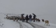 Meraya çıkarılan yüzlerce koyun kara yakalandı