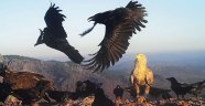 Nesli tükenme tehlikesindeki Kara Akbaba çoğalıyor