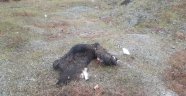 Öldürdükleri domuzları parçaladılar derilerini yol kenarına bıraktılar