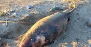 Ölü yunus karaya vurdu