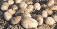 Patates spekülatörlerine inceleme