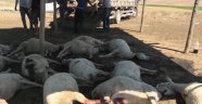 Polatlı'da 100 hayvan telef oldu