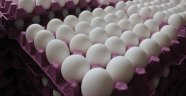 Polonya'da 4 milyon 300 bin yumurtaya toplatma kararı