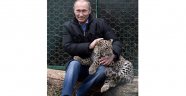 Putin'in leoparı ölü bulundu