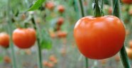 Rusya'dan domates açıklaması