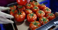 Rusya Türk domatesine olan yasağı tamamen kaldırıyor
