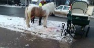 Rusya'da at ile otomobil çarpıştı