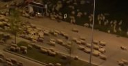 Samsun'da koyun sürüsü caddeye indi
