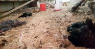 Sansar, 36 tavuğu telef etti