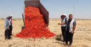 Satamadığı tonlarca domatesi tarlaya döktü