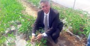 Sebzeler ilk mahsulü verdi