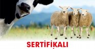 Sertifikalı kurban kesim kursu açılacak