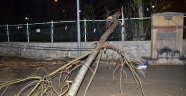 Şiddetli fırtınada ağaç devrildi