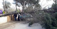 Şiddetli rüzgar ağacı devirdi
