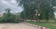 Şiddetli rüzgar ağacı ikiye böldü