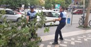 Şiddetli rüzgar ağaçları devirip geçti