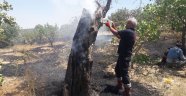 Siirt'te fıstık bağlarında çıkan yangında 200 dönüm alan zarar gördü