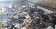 Siirt'te yangın: 110 koyun telef oldu