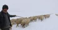 Sivas'ta çobanların zorlu kış mesaisi
