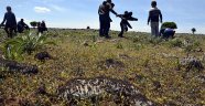 Siverek'te çekirge istilası