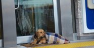 Soğuktan üşüyen köpek şalla örtüldü