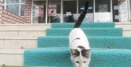 Sokak kedisi kaymakamlığın maskotu oldu