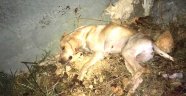 Sokak köpeğini işkenceyle öldürdüler