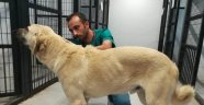 Sokak köpeğini sopa ile acımasızca dövdü