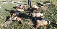 Sokak köpekleri 12 kuzuyu telef etti