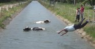 Sulama kanalına düşen hayvanlar için itfaiye ve vatandaşlar seferber oldu