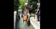 Sulama kanalına düşen ineği itfaiye kurtardı
