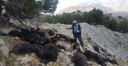 Sürüye yıldırım düştü, 31 keçi telef oldu