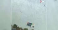 Suudi Arabistan'ın doğusunu çekirgeler bastı
