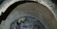 Tandırda yanmış köpek yavrusu bulundu