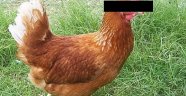 Tavuğa tecavüzden 3 ay hapis!