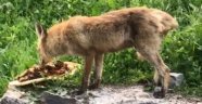 Tilki karnını doyurdu kurt ise derede serinledi