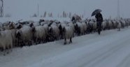 Tipiden dolayı mahsur kalan çobanlar ve 3 bin koyun kurtarıldı!