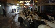 Trafik durdu koyun sürüsü yoldan geçti