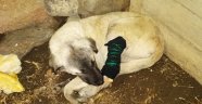Tüfekle ayağından vurulan köpeğe şefkat eli