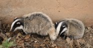 Tunceli'de kırmızı listeyle korunan porsuklar görüntülendi
