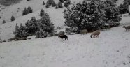Tunceli'de kar sürprizi