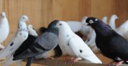 Türkiye'nin nadide güvercinleri Bursa'da sergilenecek