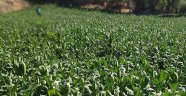 Tütün ihracatımız yüzde 120 arttı