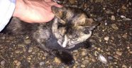 Uyuşturucu kuryesi kedi gardiyanlara yakalandı