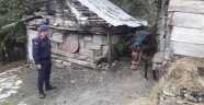 Yaralı katır emin ellerde
