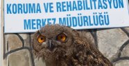 Yaralı kuşlar tedavi altına alındı