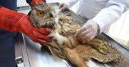 Yaralı Puhu Kuşuna "Doku Nakli" Yapıldı