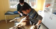 Yaralı yaban keçisi tedavi edildi
