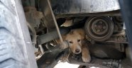 Yaramaz köpek aracın motor kısmına sıkıştı